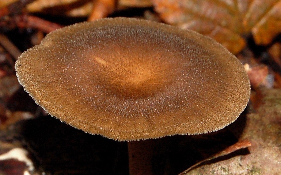 Polyporus brumalis?